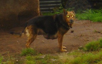Mascota.jpg