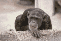 simi0002.gif
