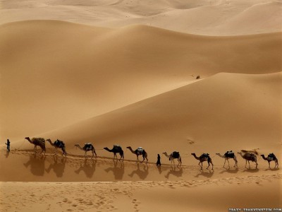 1288065137_1024x768_camel-caravan-of-libya-wallpaper.jpg