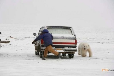 oso-cazando-hombre4.jpg