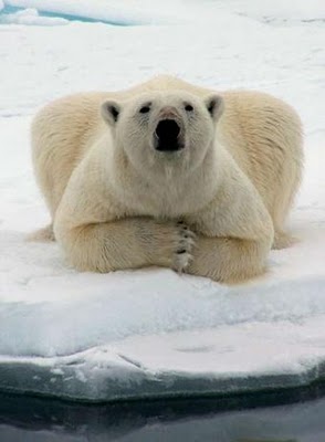 oso_polar_curiosoanimal.blogspot.com (9).jpg