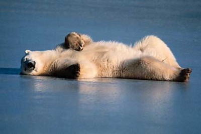polar-bear (1).jpg