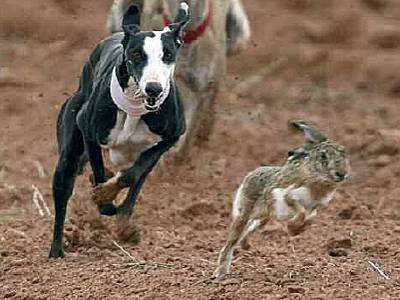 perros-galgos dax en carrera.jpg