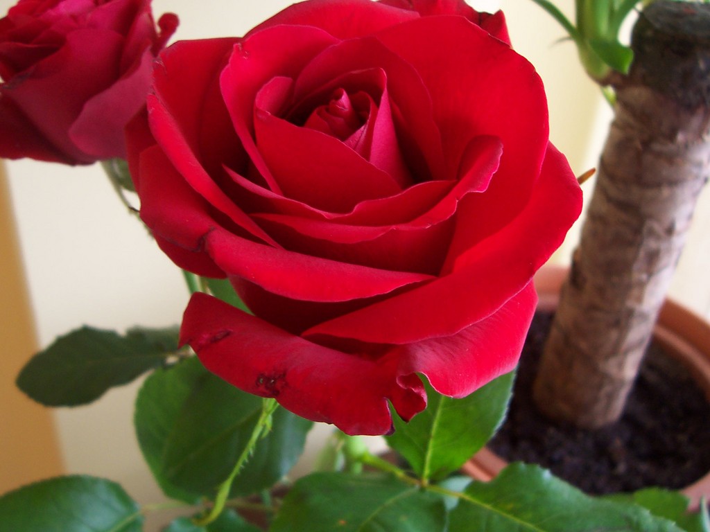 rosa.jpg