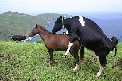 vaca.jpg