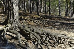 intro_raices-arbol
