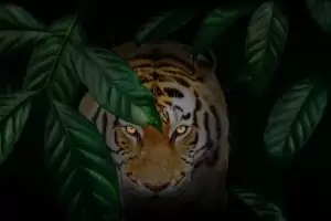 intro_acecho