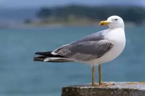 intro_gaviota