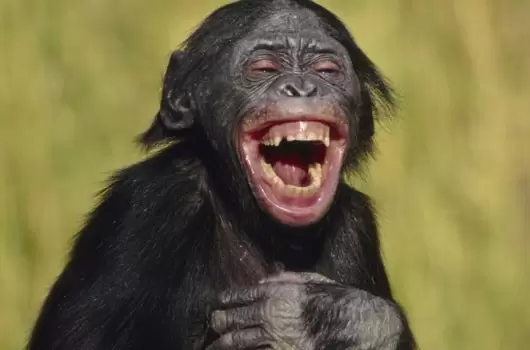 Azar, Monos y Backtest