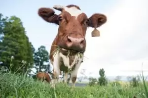Vaca Rumiando