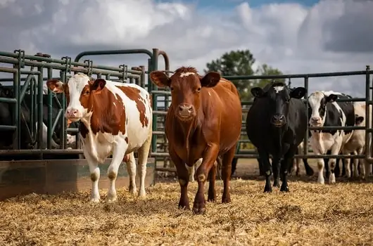 Cattle Crush Spread